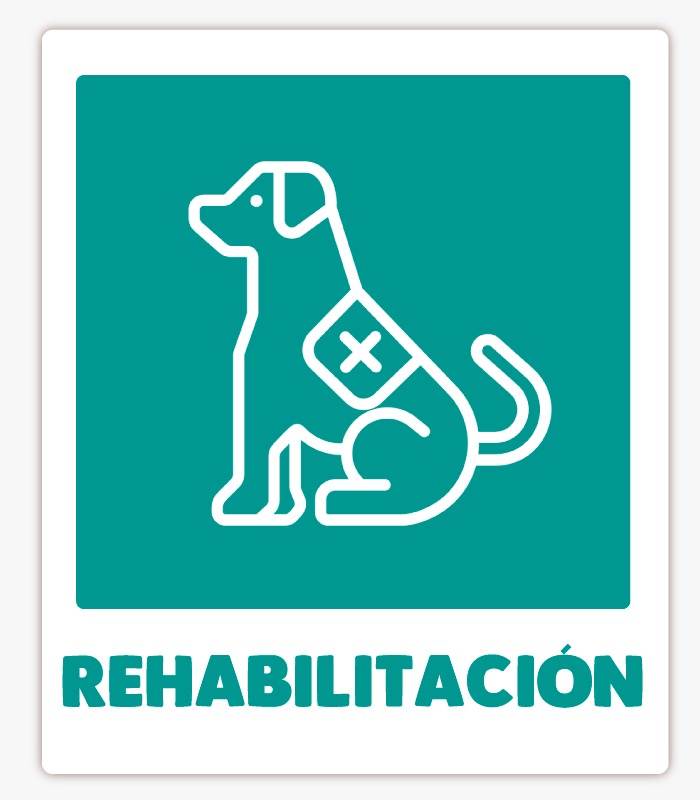 fisioterapia para perros