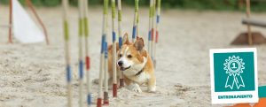 ENTRENAMIENTO CANINO