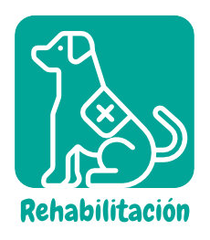 rehabilitación veterinaria en narvarte